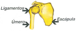 Ligamentos, úmero, escápula